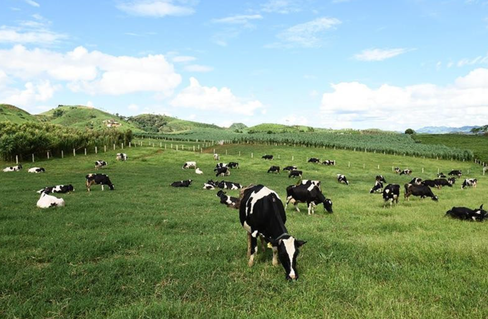 VLC bán dự án Vinabeef Tam Đảo rộng 75,6 ha cho liên doanh Việt - Nhật
